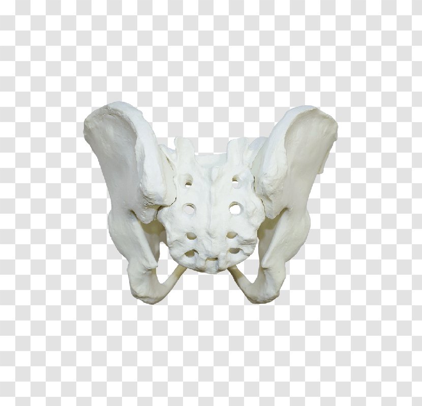Bone Human Skeleton Anatomy Femur - Cartoon Transparent PNG