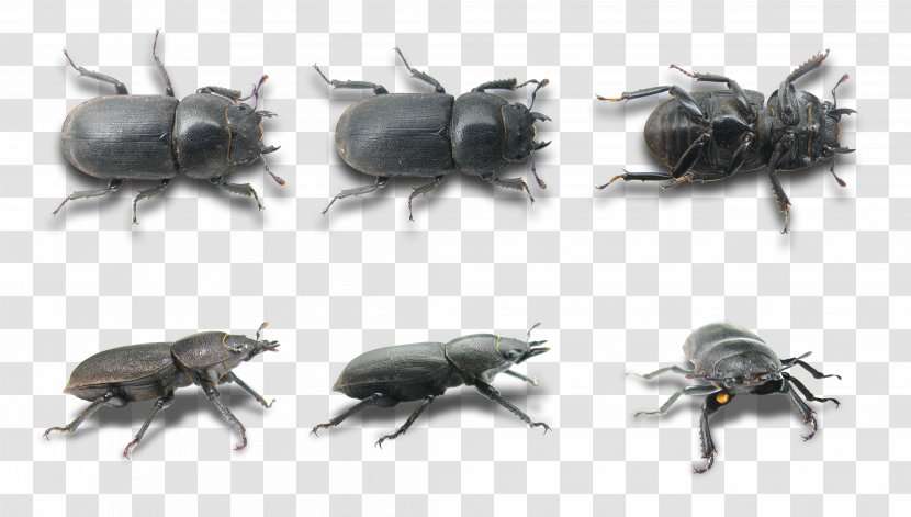 Scarabs Lesser Stag Beetle Weevil Transparent PNG