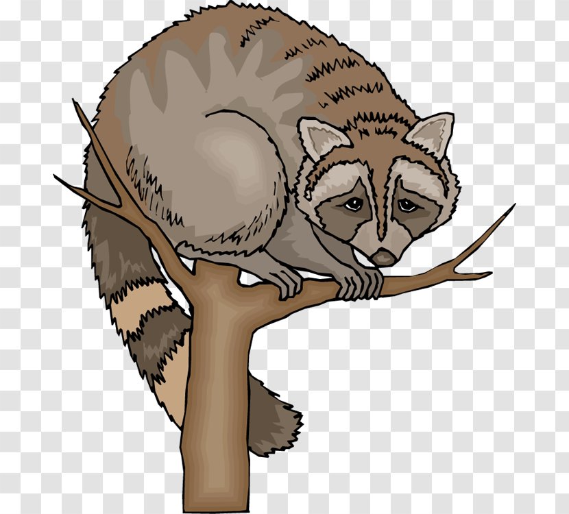 Baby Raccoon Tree Clip Art - Fur - Funny Cliparts Transparent PNG