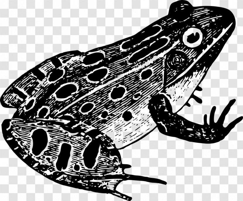 Toad Leopard Frog Black And White Clip Art - Vertebrate Transparent PNG