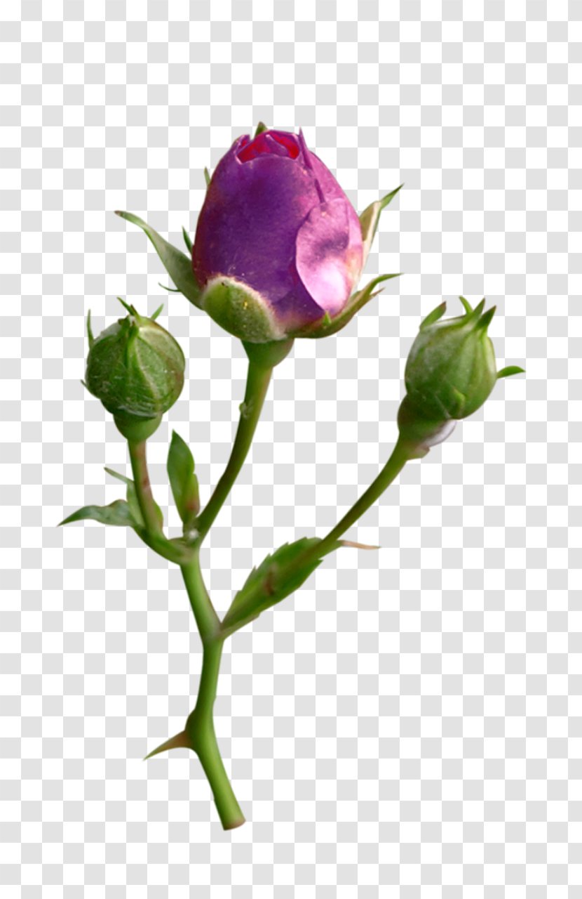 Rose - Flower - Family Transparent PNG