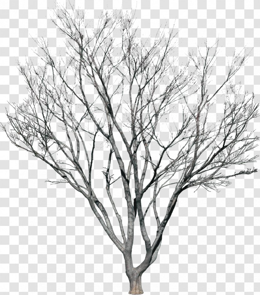 Tree Plant Photography - Woody - Bushes Transparent PNG