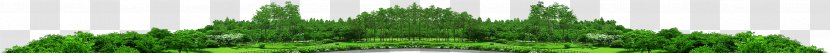 Wheatgrass Welsh Cuisine Allium Fistulosum Green Line - Plant Stem Transparent PNG