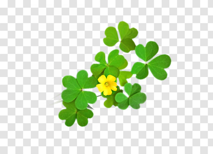Four-leaf Clover - Plant - Yellow Spring Material Transparent PNG