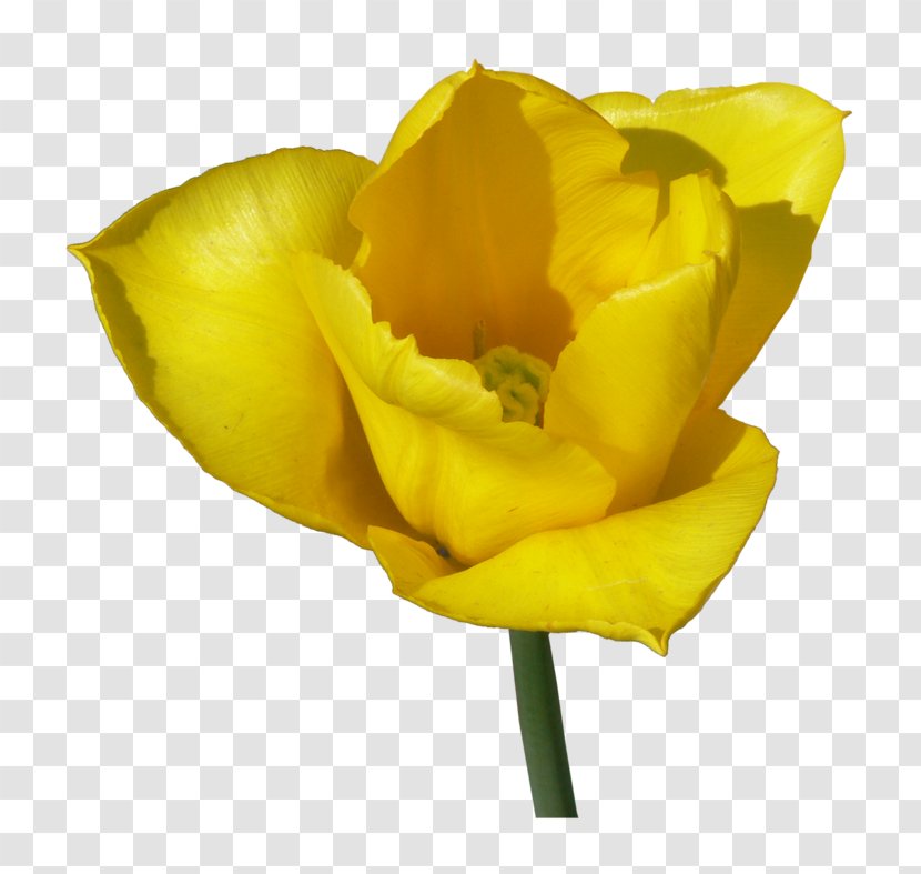 Tulip Cut Flowers Clip Art - Photography Transparent PNG