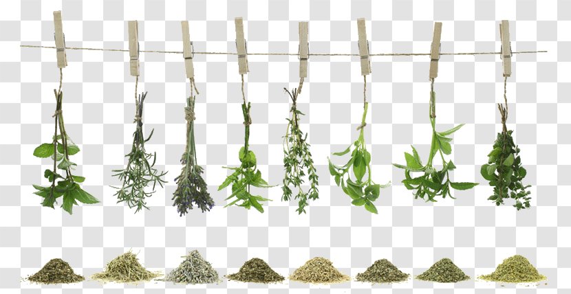 Green Tea Herb Spice Recipe Transparent PNG