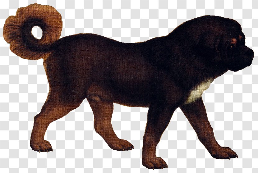 Tibetan Mastiff Puppy English Coyote Ancient Dog Breeds - Golden Jackal - No Plastic Transparent PNG