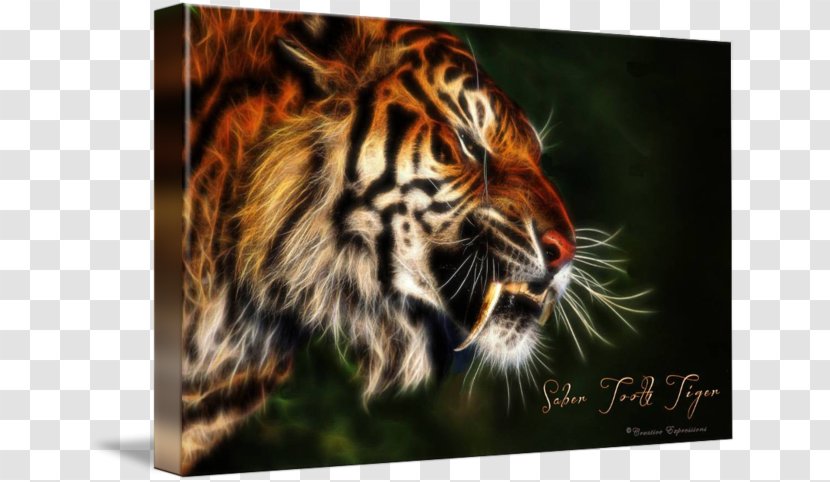 Tiger Felidae Art Imagekind Whiskers - Sabertoothed Cat Transparent PNG