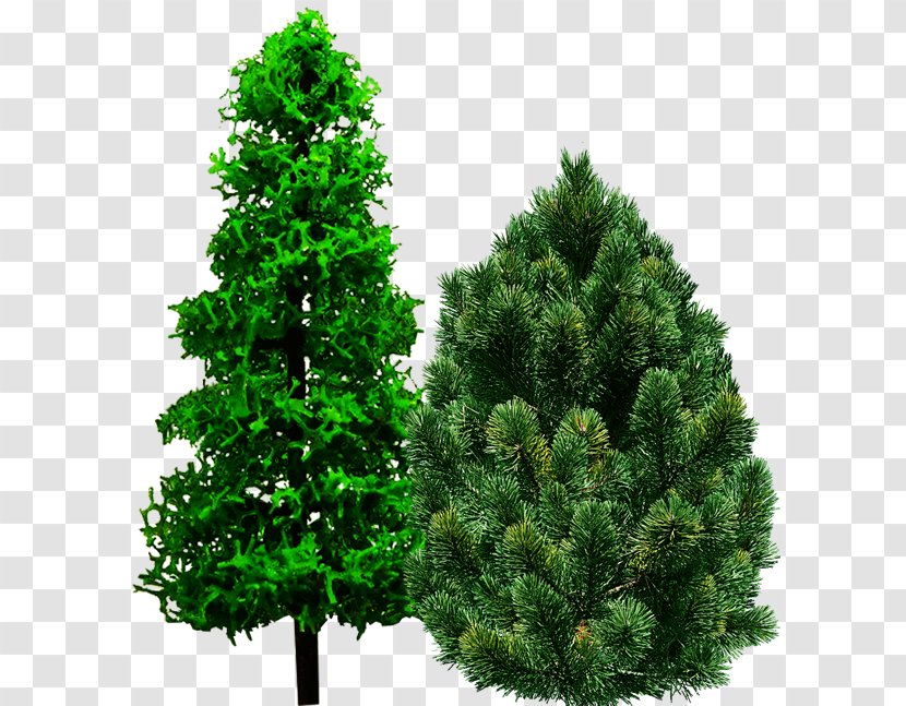 Spruce Pine Christmas Tree Fir - Forest Transparent PNG