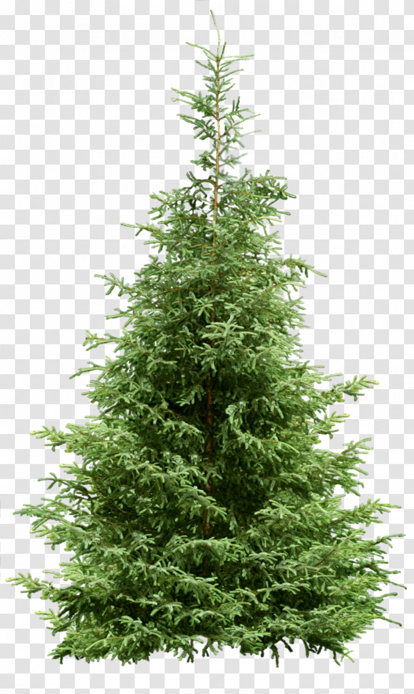 Christmas Tree Pine Noble Fir - Biome - Sandalwood Transparent PNG