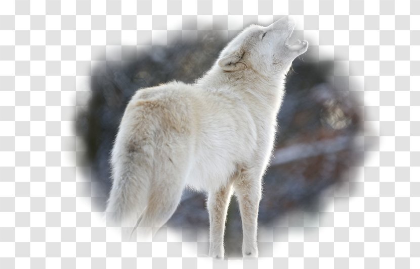 Dog Puppy Arctic Wolf Eurasian Pack - Like Mammal Transparent PNG