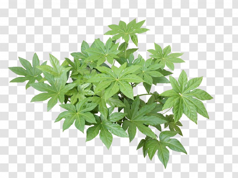 Hemp Leaf Cannabis Tree Herb Transparent PNG