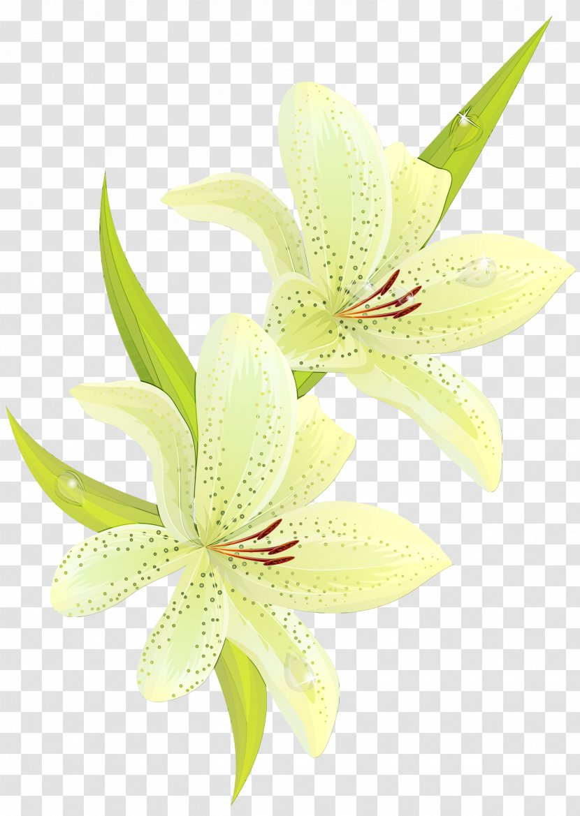 White Flower Petal Lily Plant - Yellow - Family Cut Flowers Transparent PNG