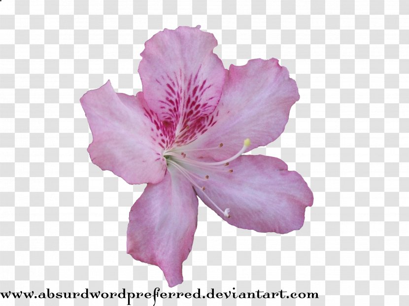 Flower Clip Art - Pink Flowers - Crown Transparent PNG