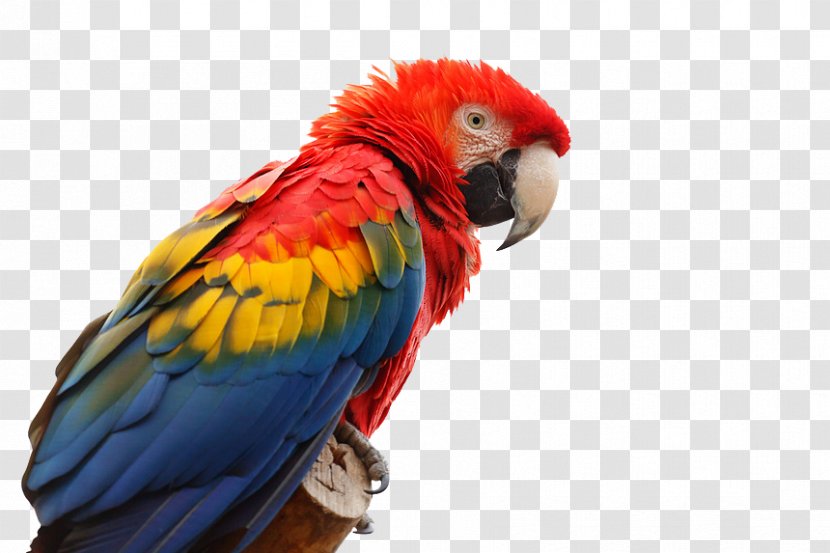 Scarlet Macaw Parrot Bird Red-and-green Great Green - Parrots - Face Closeup Transparent PNG