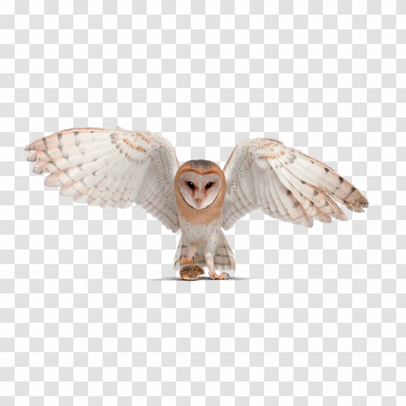 Barn Owl Little Pellet Tawny - Bird Of Prey - Ostrich Egg Transparent PNG