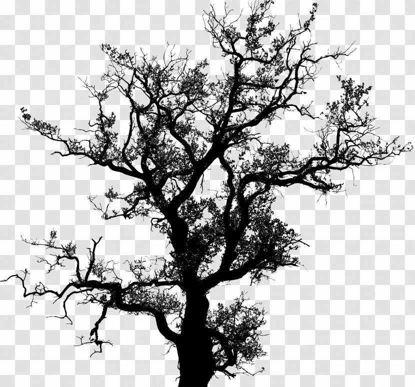 Tree Drawing Silhouette - Black And White - Fir-tree Transparent PNG