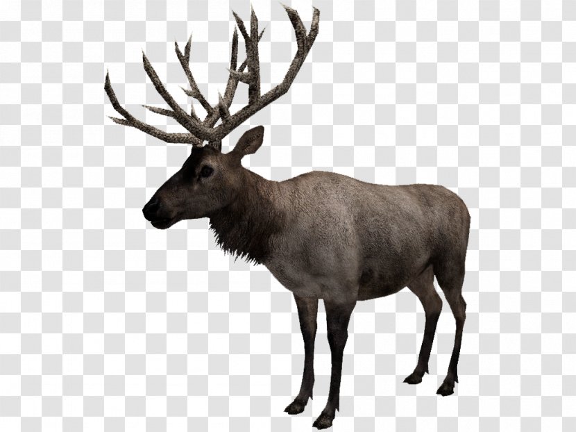 Reindeer Elk Musk Fauna - Horn Transparent PNG