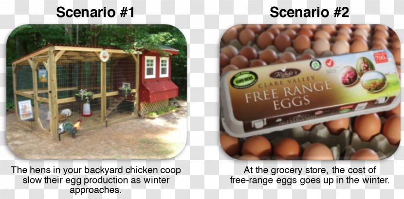 Chicken Free-range Eggs Free Range Agriculture Transparent PNG