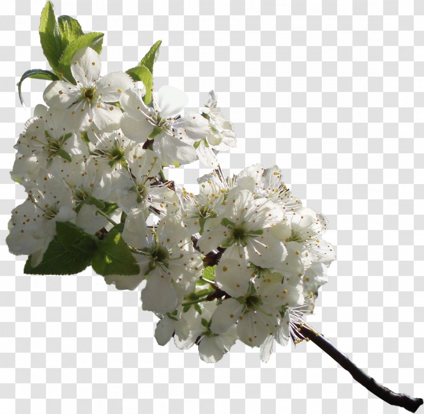 Flower Cerasus Cdr Clip Art - White - Cherry Blossom Transparent PNG