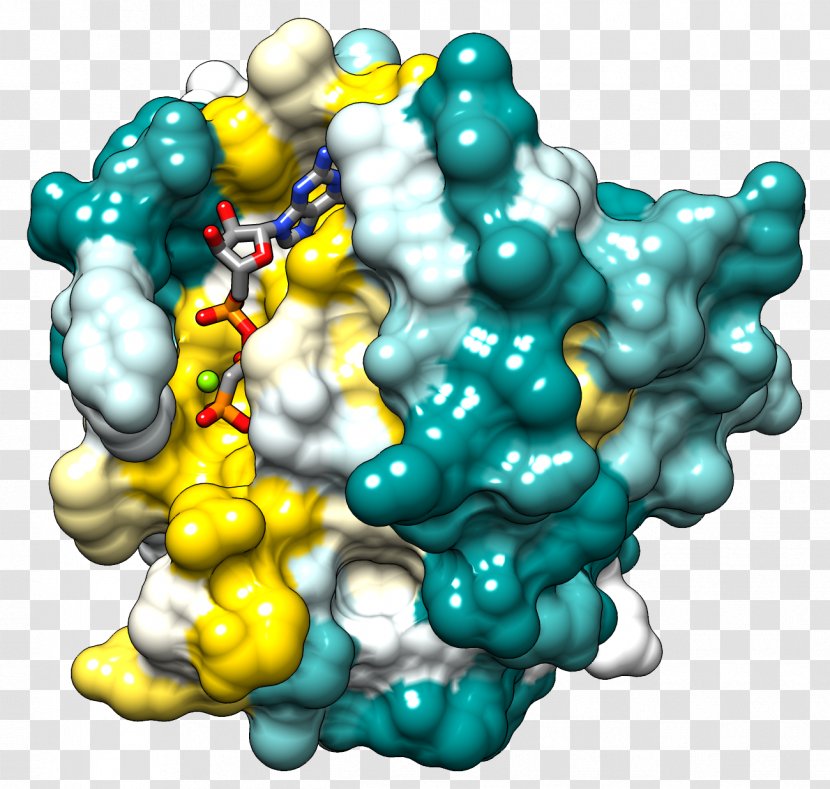 Ras Subfamily HRAS Protein Family Small GTPase - Superfamily - Chimera Transparent PNG