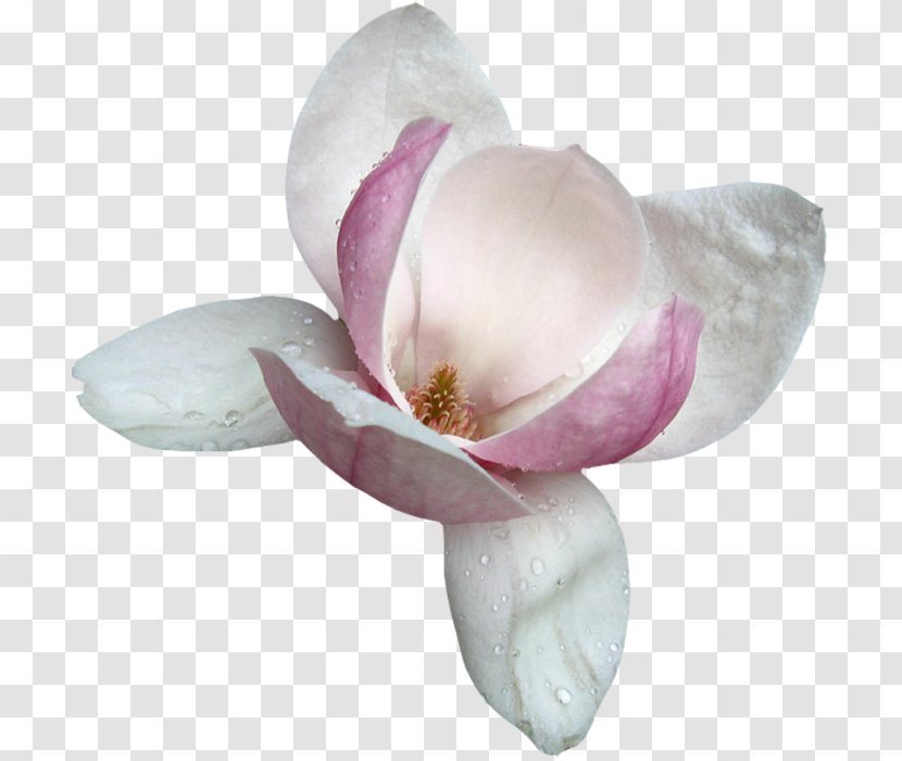 Magnolia Clip Art - Thumbnail - Plant Transparent PNG