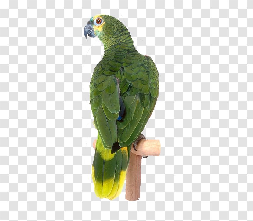Lovebird Cockatoo Parakeet Raster Graphics - Dark Green Pet Parrot Transparent PNG