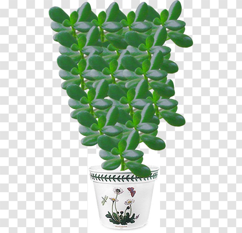 Jade Plant Crassula Arborescens Tree Money - Flowerpot Transparent PNG