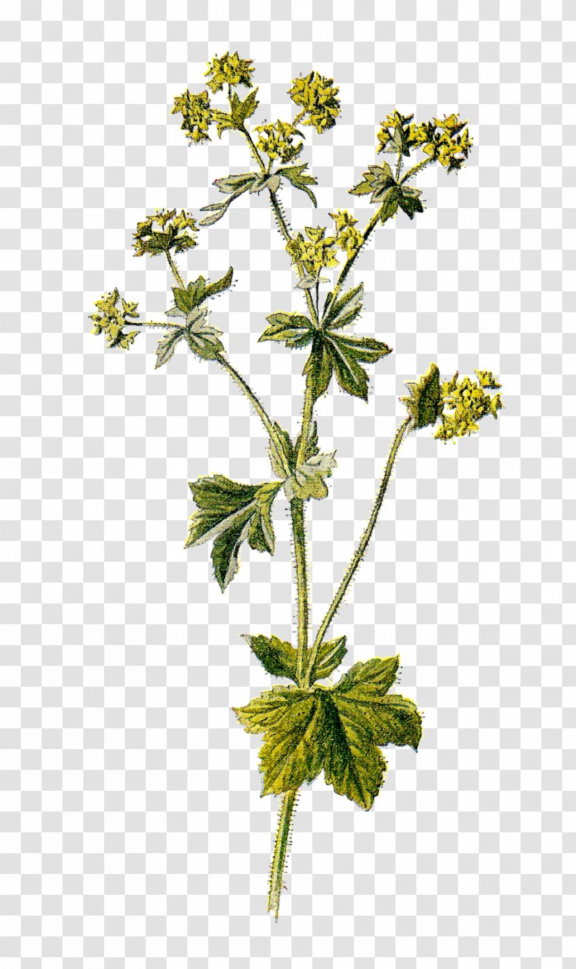 Alchemilla Mollis Vulgaris Flower - Herb - Botanical Transparent PNG