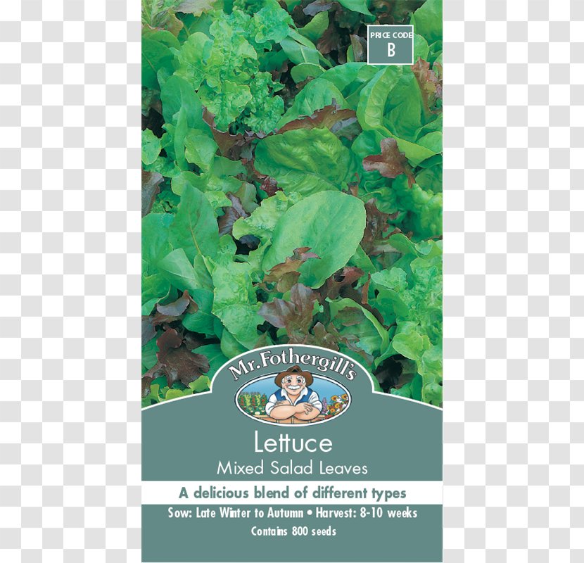 Leaf Vegetable Kale Seed Cucumber Transparent PNG