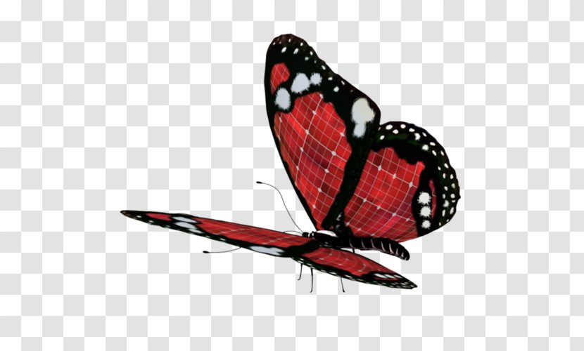 Butterfly Clip Art - Arthropod Transparent PNG