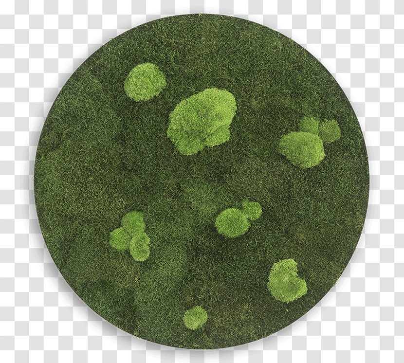 Circle Bryophyte Forest Iceland Moss Sphere Transparent PNG