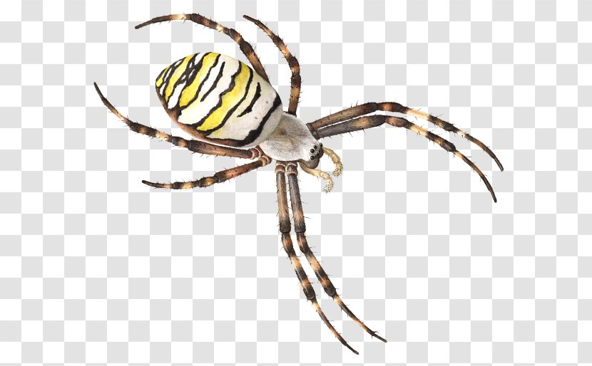 European Garden Spider Theridiidae Insect Argiope Bruennichi - Pollinator - Expedition Transparent PNG