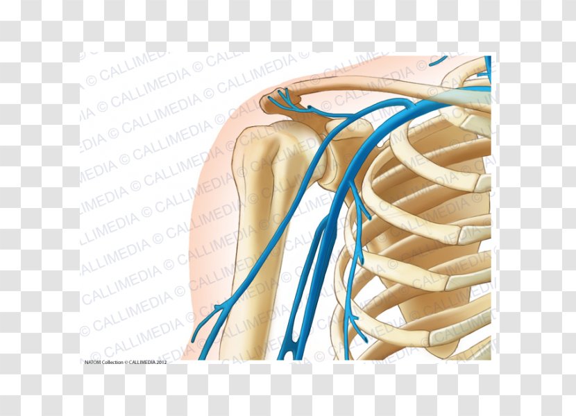 Shoulder Vein Anterior Humeral Circumflex Artery Arm - Cartoon Transparent PNG