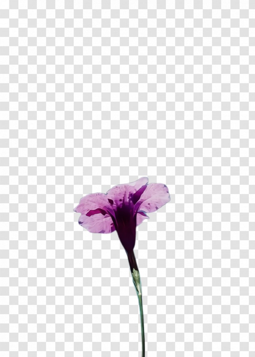Flower Flowering Plant Purple Violet - Iris Sweet Pea Transparent PNG