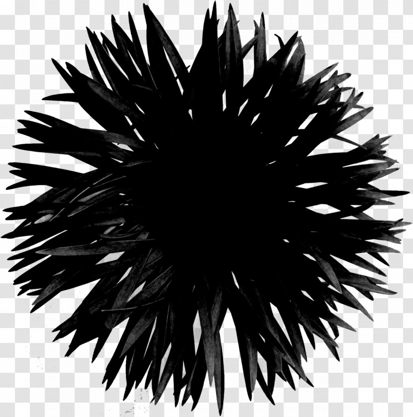 Line Symmetry Black M - Organism - Echinoderm Transparent PNG