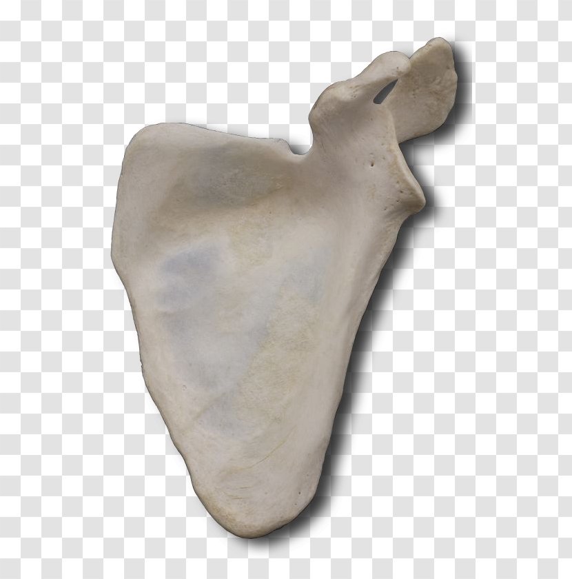 Sculpture Artifact Bone - Medial Border Of Scapula Transparent PNG