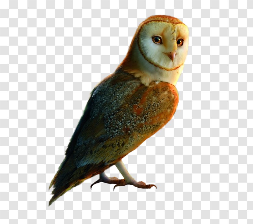 Bird Feather Little Owl Parakeet 10 December - Perico Transparent PNG