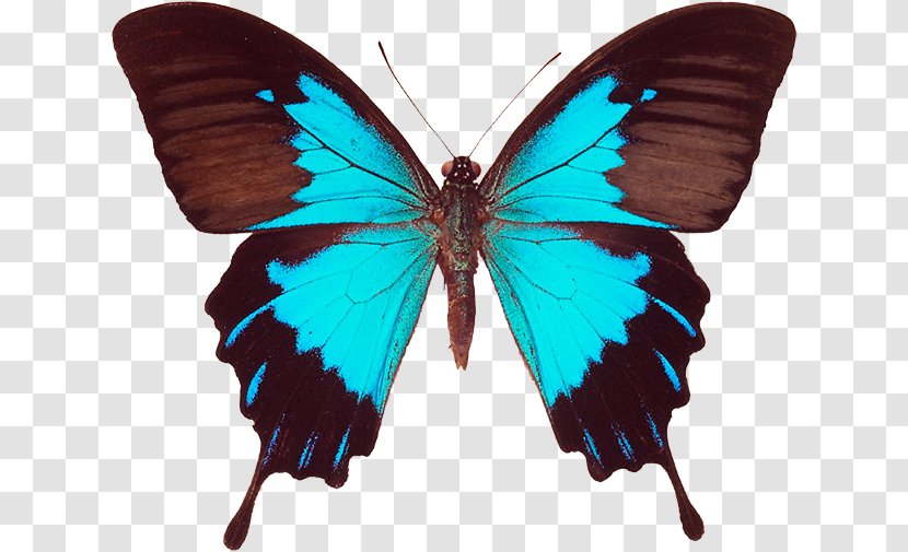 Ulysses Butterfly Black Swallowtail Old World - Papilio Lorquinianus Transparent PNG