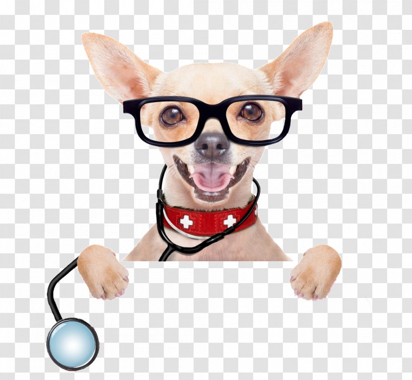 Cat Pet First Aid & Emergency Kits Chihuahua - Nose Transparent PNG