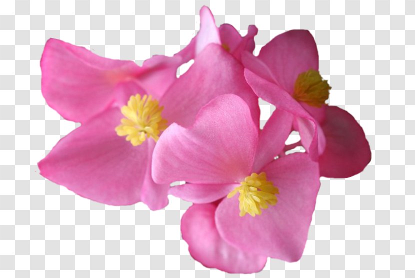 Moth Orchids Annual Plant Herbaceous Pink M - Begonia Transparent PNG