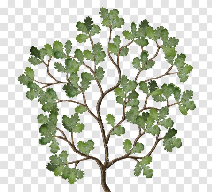 Twig Leaf Vegetable Plant Stem Family Transparent PNG