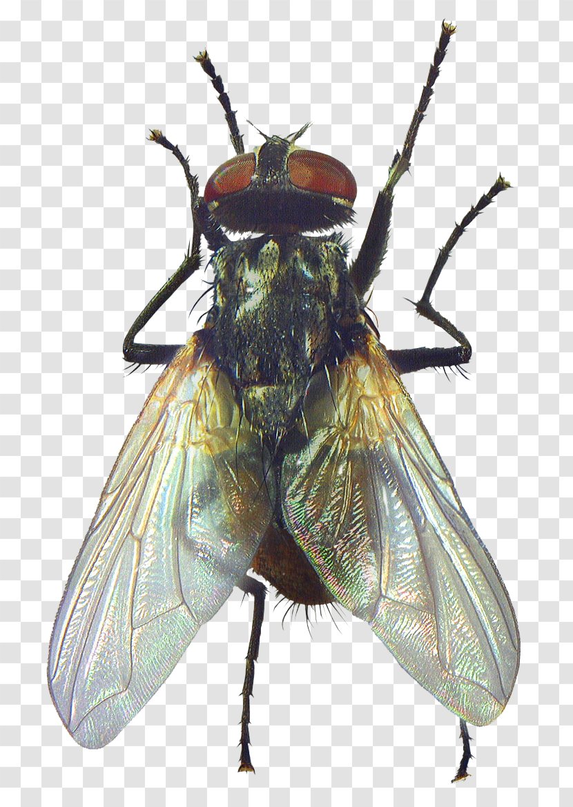Fly Beetle Rendering Clipping Path - Net Winged Insects Transparent PNG