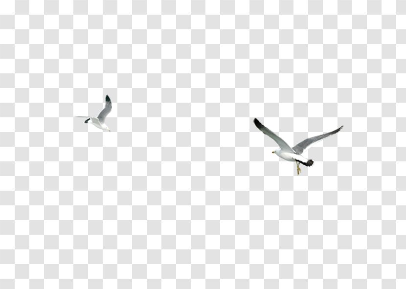 Bird Wing Google Images Download - Wings Seagull Transparent PNG