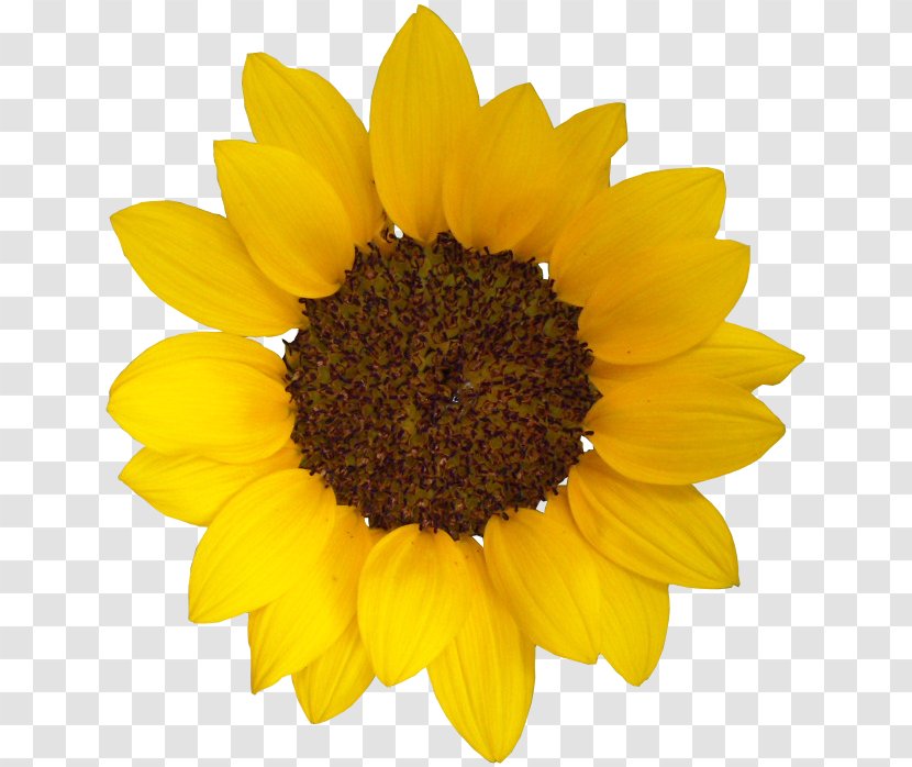 Common Sunflower Seed Daisy Family Photography - Sun Flower Transparent PNG