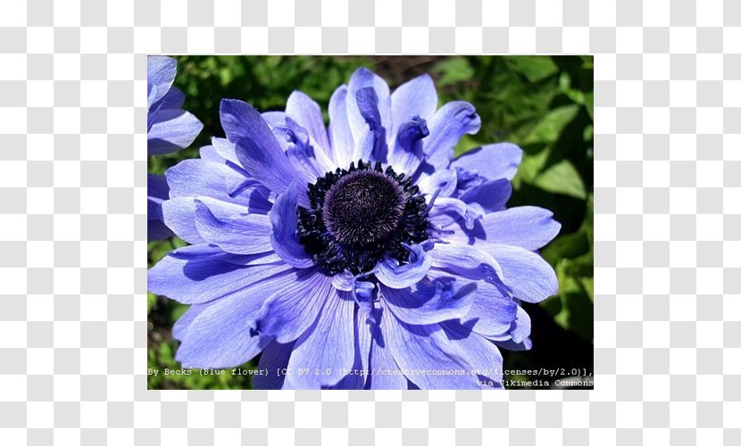 Flower Anemone Coronaria Plant Bulb Japanese - Poppy Transparent PNG