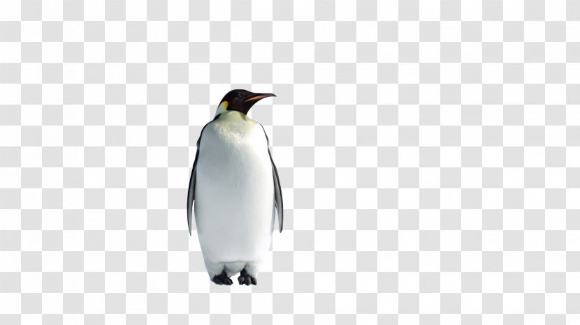 King Penguin P Is For Penguins Happy Flappy Feet: Childrens Books - Animal Transparent PNG