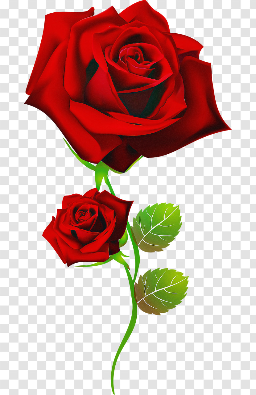 Garden Roses Transparent PNG