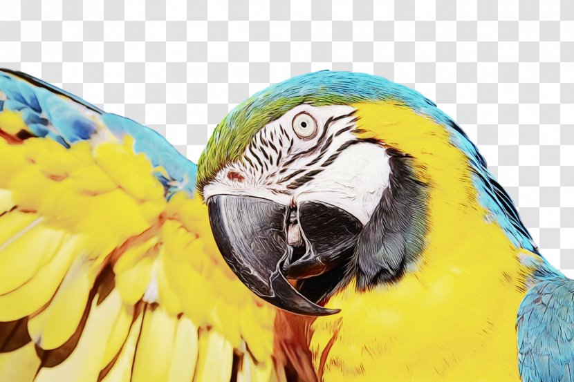 Parrot Bird Macaw Parakeet Beak - Yellow Transparent PNG