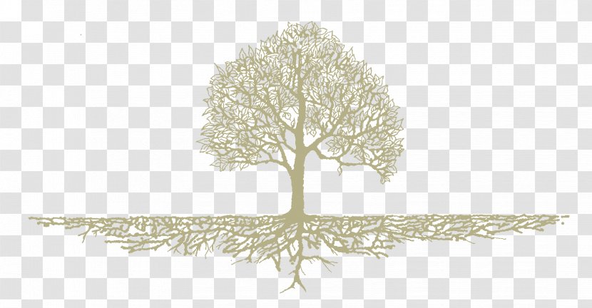 Tree Roots Drawing - Mental Disorder - Oak Transparent PNG